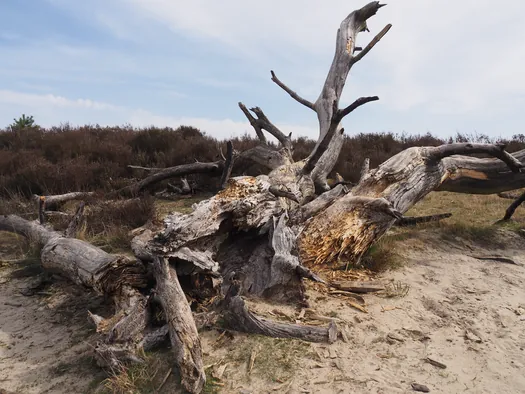Kalmthoutse Heide, Kalmthout (België)